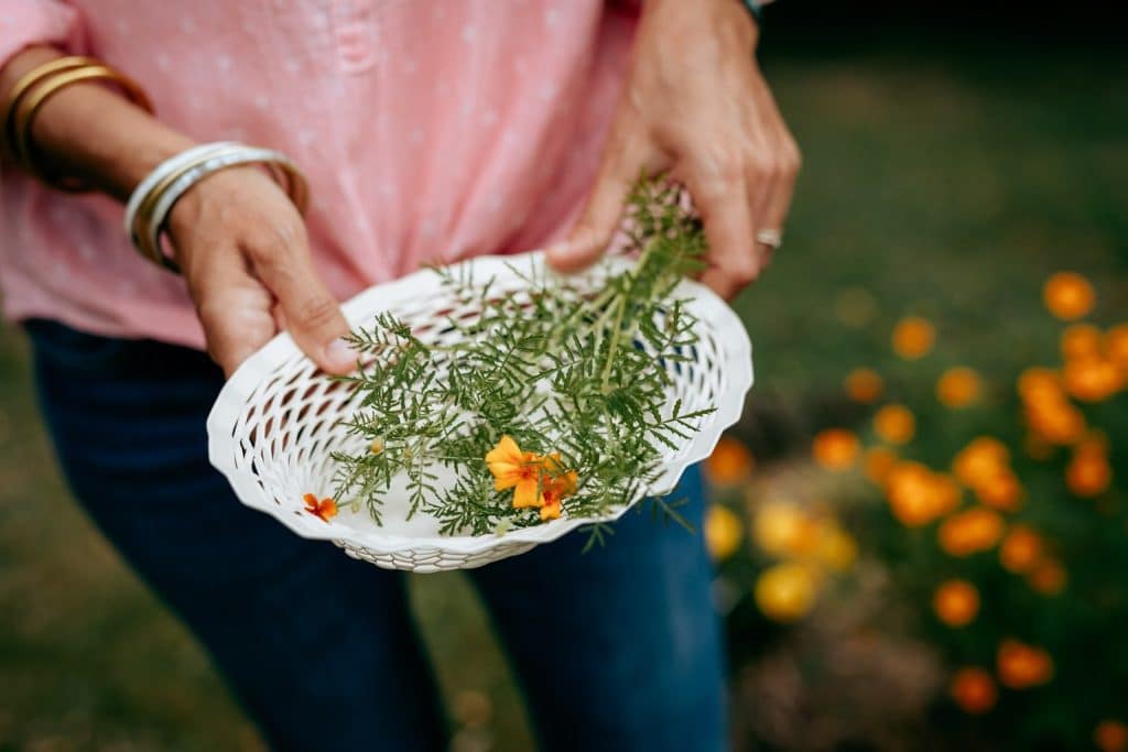 Cueillette par Sonia Beaume